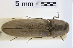 Foto (Dorsalansicht) von Tetrigus murrayi (NHMW-ZOO-COL-0011038)